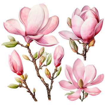 pink magnolia flowers watercolor style clip art preview