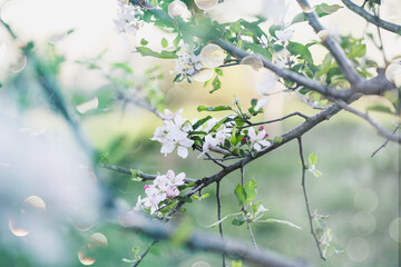 Whimsical scene of pink and white apple tree blossoms. Selective focus with blurred background.