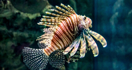 Photo of a beautiful and large specimen of the lionfish, also known erroneously as the scorpionfish at the Shark Reef Aquarium at Mandalay Bay.