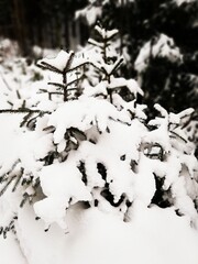 Snow covered pine tree branches - Norwegian winter landscape