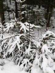 Snow covered pine tree branches - Norwegian winter landscape