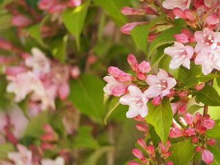 花木　タニウツギ　初夏の花