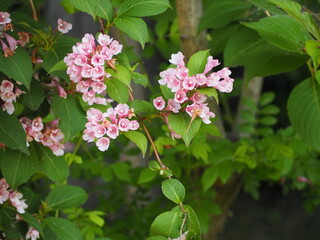 花木　タニウツギ　初夏の花