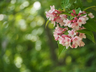 花木　タニウツギ　初夏の花