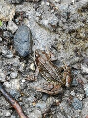 Closeup of brown toad on muddy ground

Nærbilde av brun padde på gjørmete bakke
