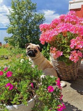 Cute pug puppy surrouded by pink flowers

Mops valp ved siden av rosa blomster