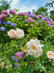 White rose and pink and blue rhododendron in the background