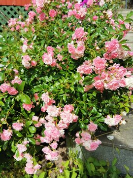 Pink roses blooming

Rosa roser blomstrer