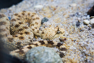 Desert Horned Viper.
It is a venomous snake from the viper family.The body length is 60-80 cm, the color is sandy yellow, with more or less clear transverse spots of dark brown color. The entire colo - 685673210
