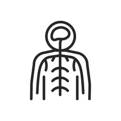 Autonomic Nervous System Icon. Thin Linear Illustration of Internal Neurological Network, Symbolizing Body Regulation and Involuntary Functions. Isolated Outline Vector Sign.