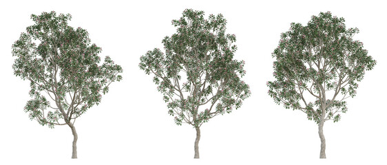 Evergreen tree of rhodoleia championii on transparent background, png plant, 3d illustration.