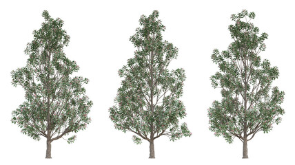 Evergreen tree of rhodoleia championii on transparent background, png plant, 3d illustration.
