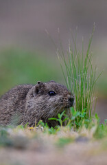 Desert Cavi, Lihue Calel National Park, La Pampa Province, Patagonia , Argentina