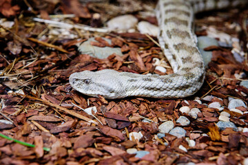 Caucasian gyurza snake (Latin: Macrovipera lebetina).
It is a venomous snake from the viper family. Its other name is 
