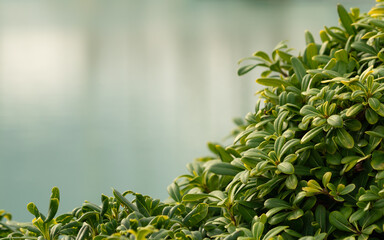 Vivid green leaf, creative to use as a blur background. for typing text. High quality photo