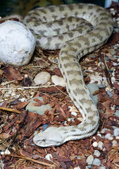 Caucasian gyurza snake (Latin: Macrovipera lebetina).
It is a venomous snake from the viper family. Its other name is 