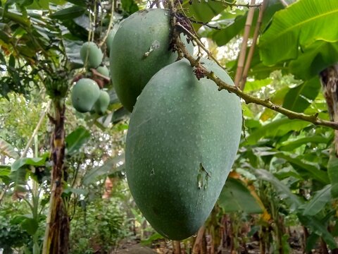 Closeup of mango fruit hanging on the tree.