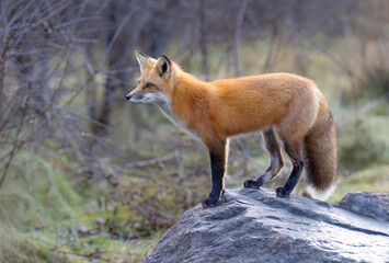 A young red fox with a bushy tail standing on top of a rock in autumn in Ottawa, Ontario, Canada 
