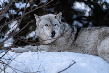 Obraz premium オオカミ③