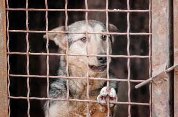 mongrel dog in a cage close up
