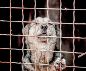 mongrel dog in a cage close up