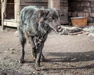 mongrel dog on a chain in a farm old style photo