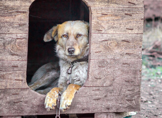 mongrel dog on a chain in a farm old style photo