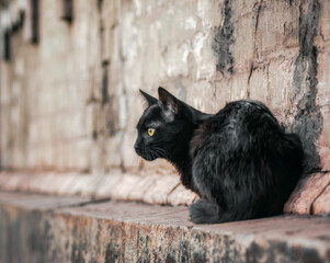 black cat sits near an old house and watches