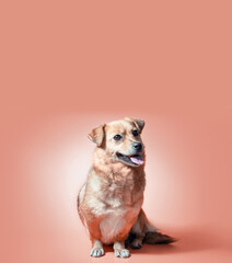 joyful smiling mongrel red dog on a peach colour background