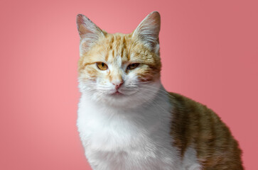 sarcastic red and white cat sitting on a pink background