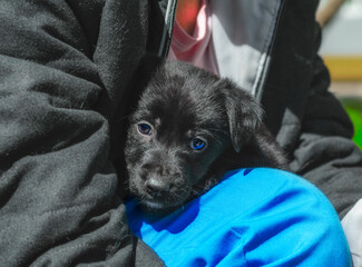 portrait of a black puppy mongrel in the arms of a man