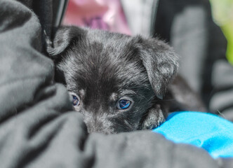 portrait of a black puppy mongrel in the arms of a man