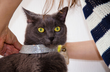 Fitting necklace on the cat