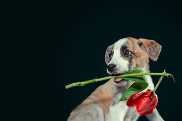 piebald puppy keeping in teeth a tulip flower at dark background