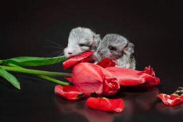two newborn chinchillas with tulip buds on a dark background