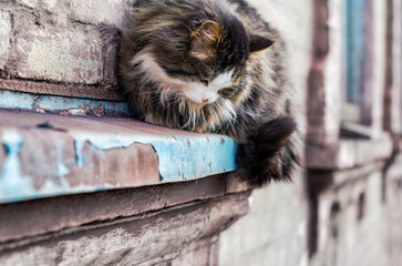 cat sits on the windowsill of an old house and watches