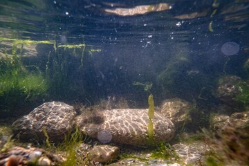 rockpool aquascape, coquina stone, green algae ulva vegetation thicket, rich biodiversity littoral zone underwater, oxygen rich low salinity saltwater biotope, poor visible muddy water, storm weather