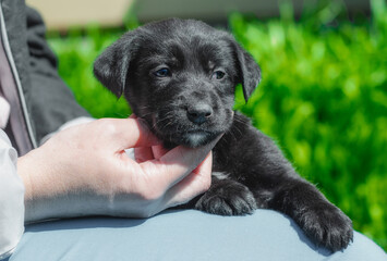 female hand stroking puppy on the neck