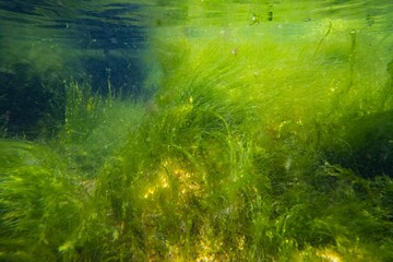 cladophora and ulva make air bubble, littoral zone underwater snorkel, green algae thicket grow on coquina stone, oxygen rich low salinity saltwater biotope, summer in Odesa, dark background