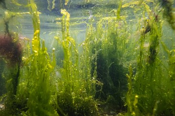 green algae ulva thicket grow on coquina stone, water surface reflection, rich biodiversity...