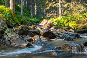 Stream between big stones in the wild fir forest at sunrise under the top of Hoverla Mountain....