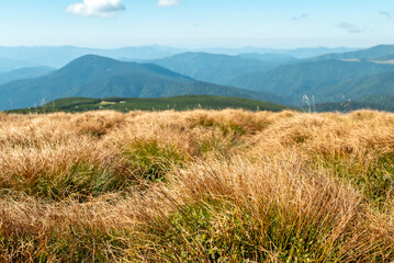 Partially dry grass on the ground, mountains with blue haze on the background. Beautiful summer landscape in the Carpathian Mountains