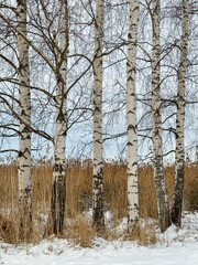 Birch trees covered in pure white snow surrounded by orange reed grasses