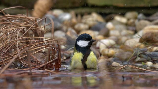 A Great Tit bathing in the water
