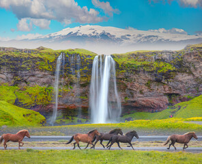 Amazing Seljalandsfoss waterfall in Iceland with Katla Volcano - The Icelandic red horse is a breed...