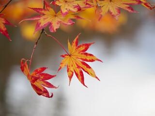 秋色に変化するオオモミジの葉