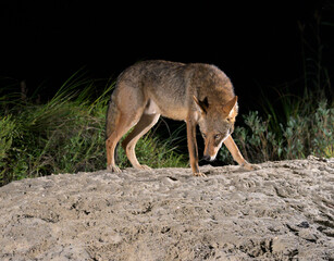 Naklejka na ściany i meble Coyote (Canis latrans) on sand dune at night, Galveston, Texas, USA. This coyote population is believed to have genes of red wolf (Canis rufus).