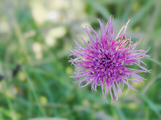 Close up shot of a purple flower with a nature background