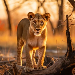 Fotobehang Lion Cub © Pawe