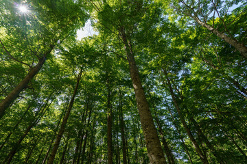 Obraz premium Mountain landscape along the road to Terminillo